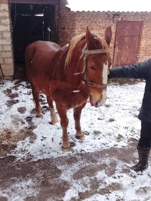 Продам коня спокійного.