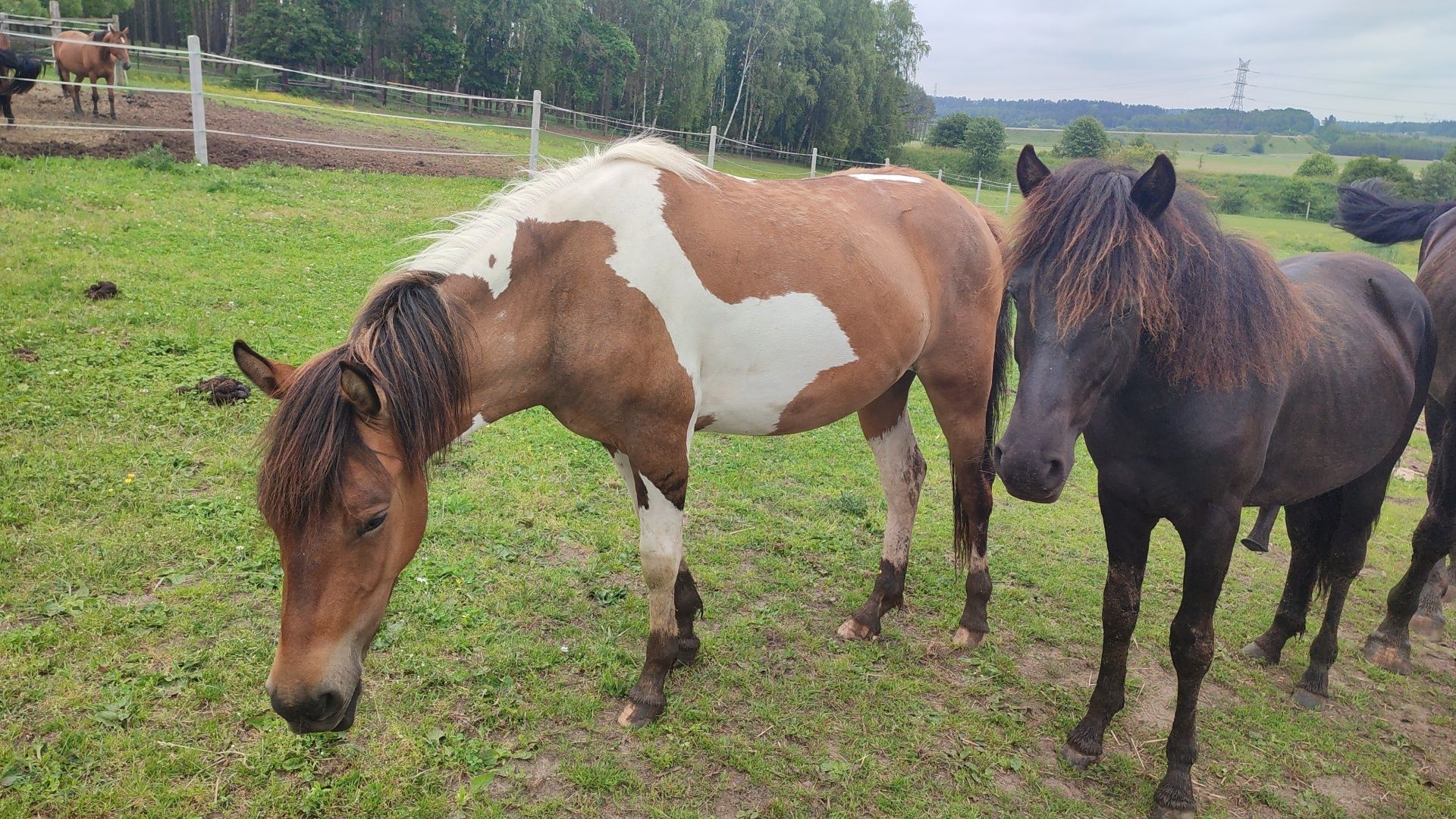Sprzedam ogiera huculskiego rocznego