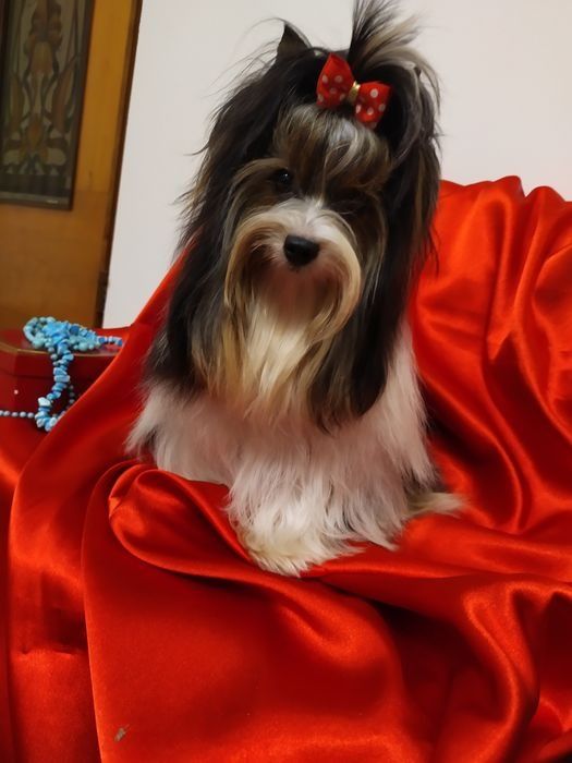 Śliczna suczka Dina z metryką ZkwP/FCI Biewer Yorkshire terrier.