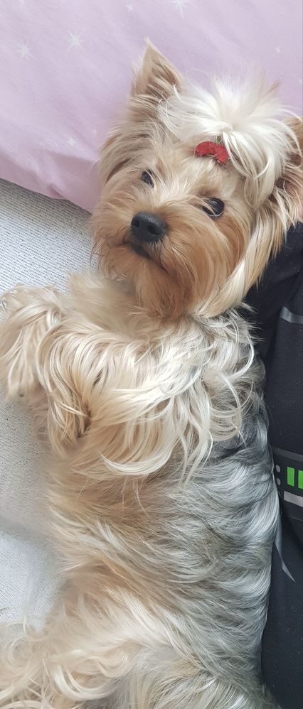 Yorkshire Terrier suczka