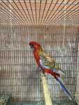 Rosela Pennant Cinnamon