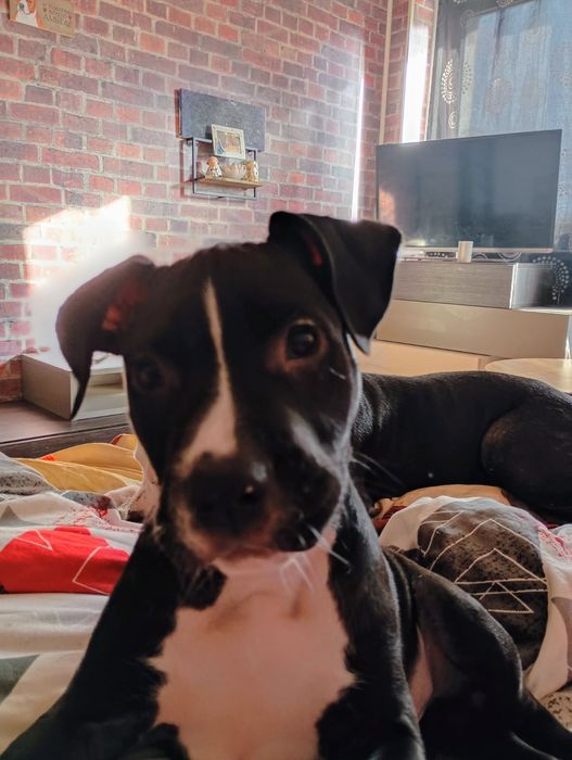 Amstaff Szczeniak
