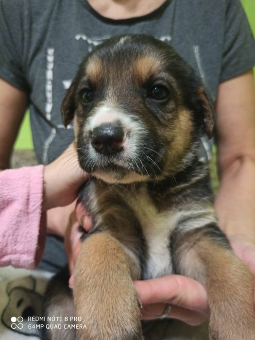 Песики в добрі руки