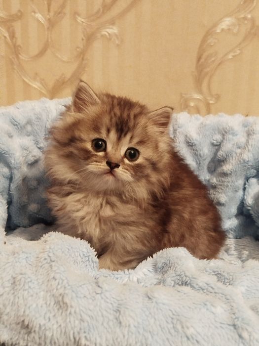 Гарненький шотландський хлопчик