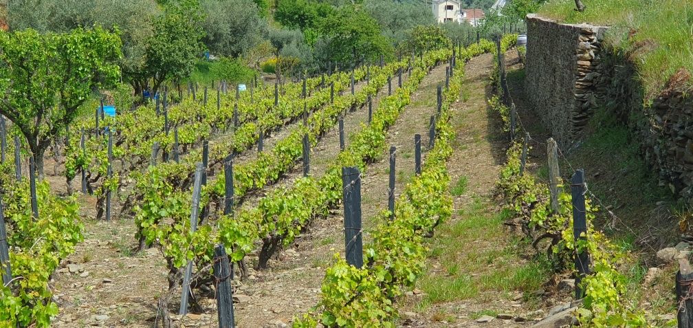 Vinha no Douro para venda