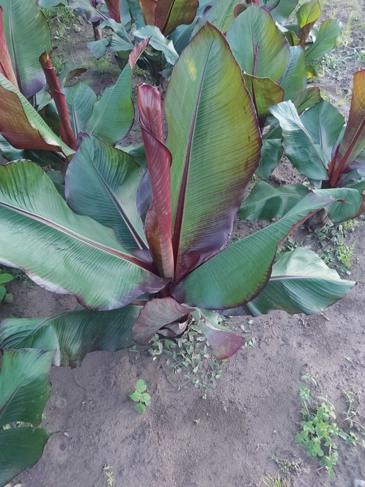 Sadzonki bananowiec Maurelii