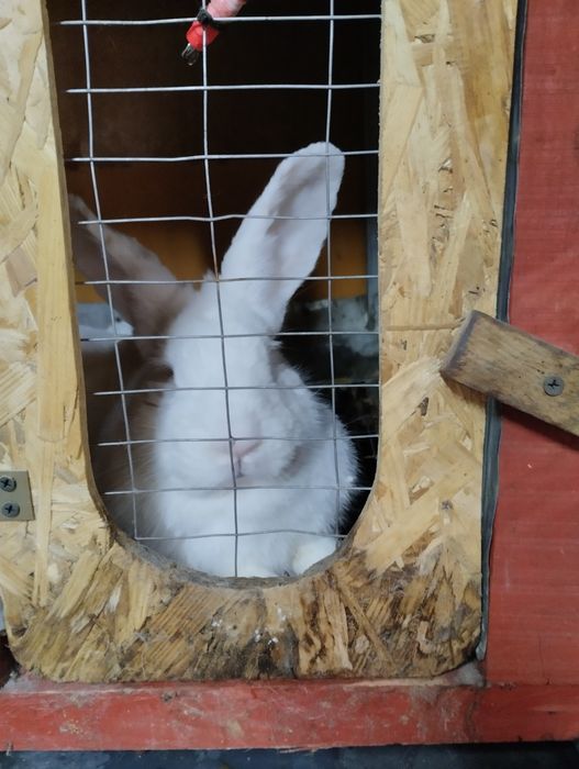 Продам кролі різного віку