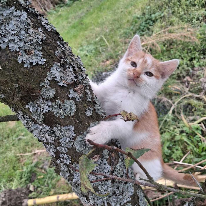 Dwie kotki szukają domu