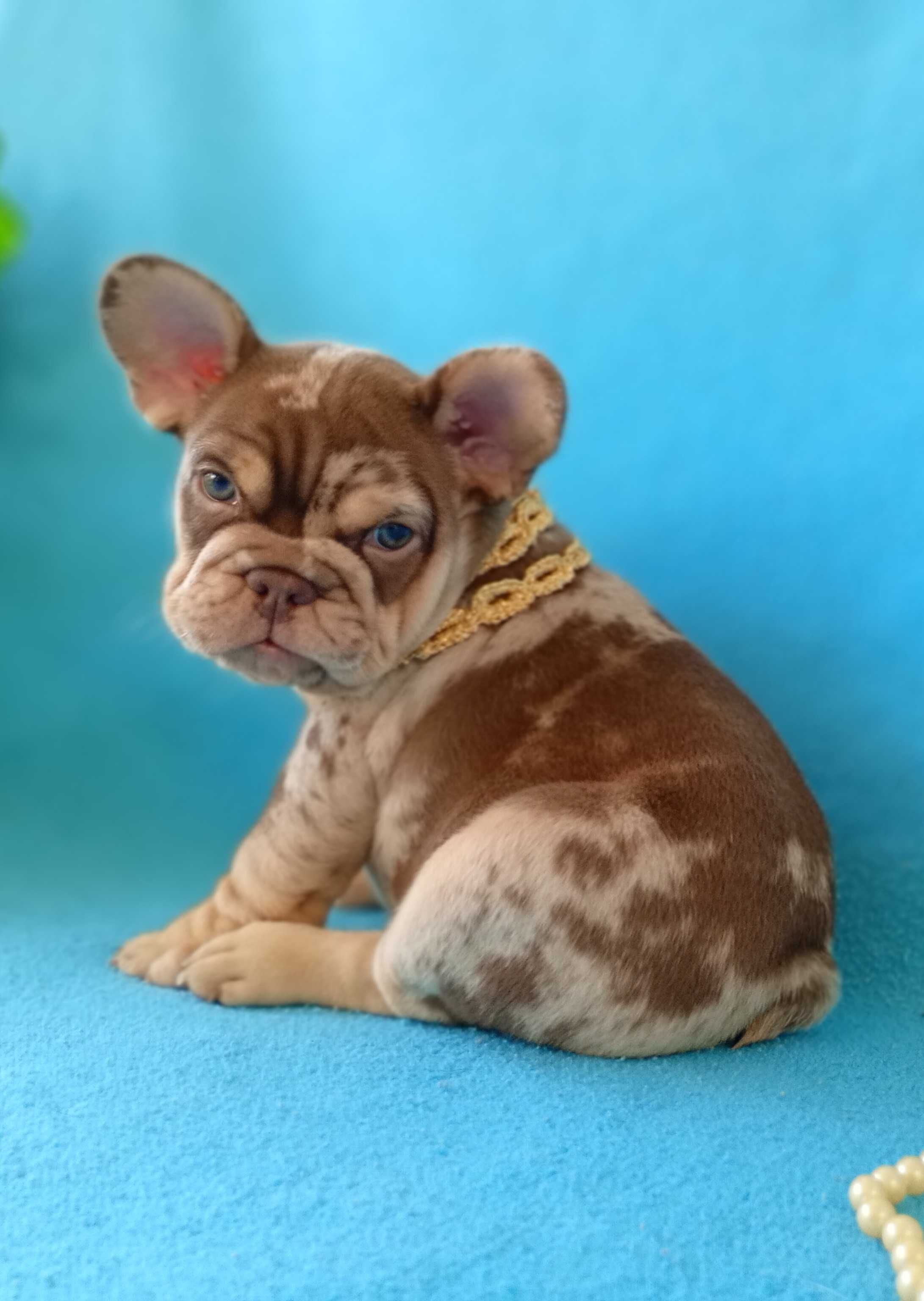 Male French Bulldog Exotic coloring