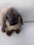 Królik mini lop miniaturka