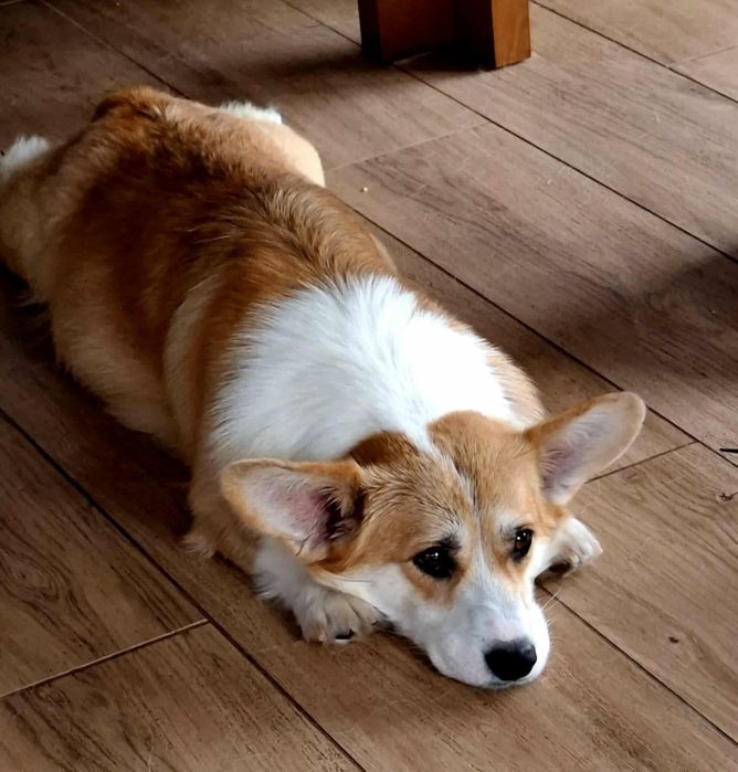 Piękna duża Welsh Corgi Pembroke FCI ruda z krótkim ogonem!
