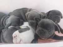 Buldogue Francês macho
serviços de montas
