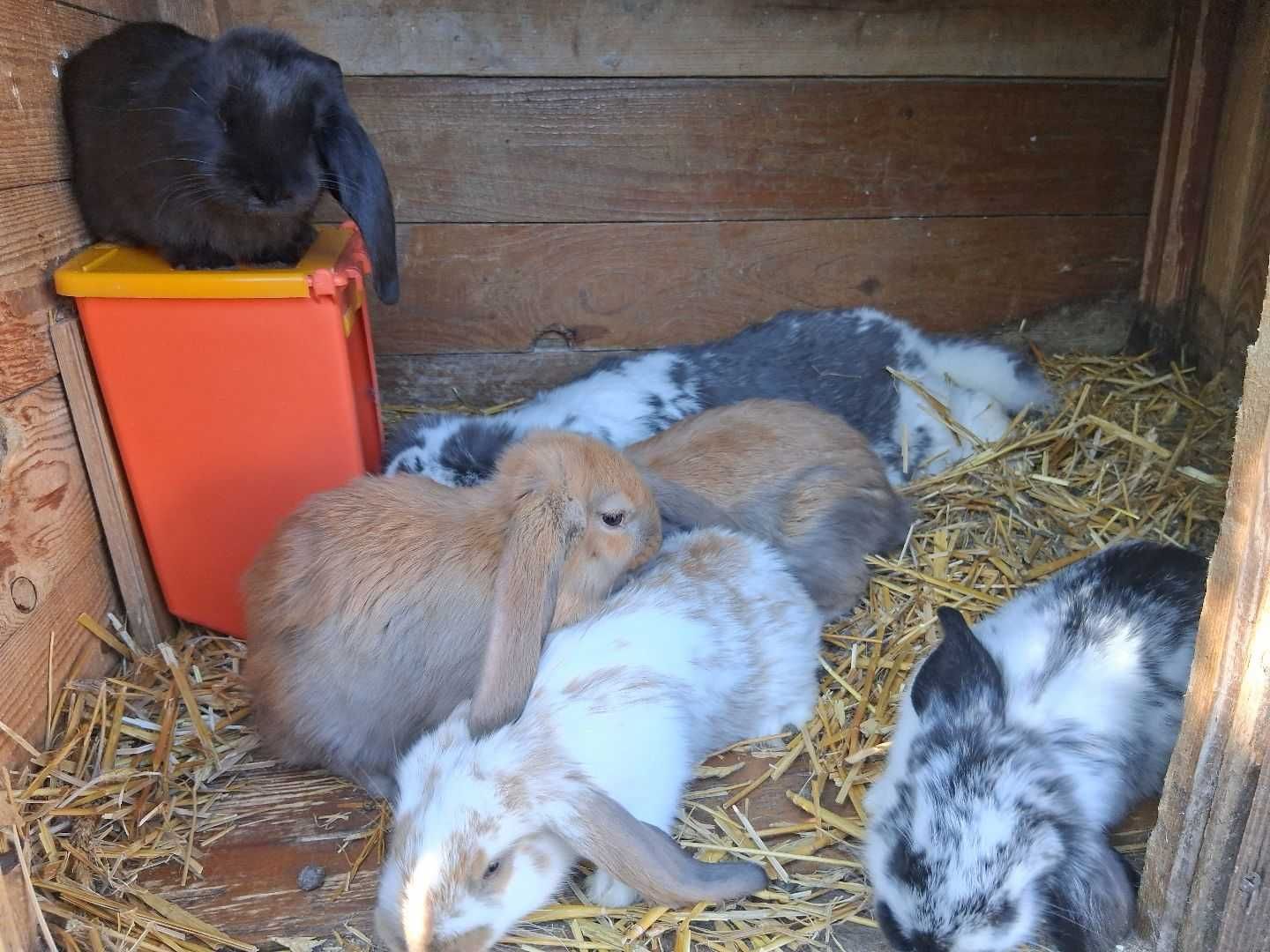 Sprzedam Króliki Barany