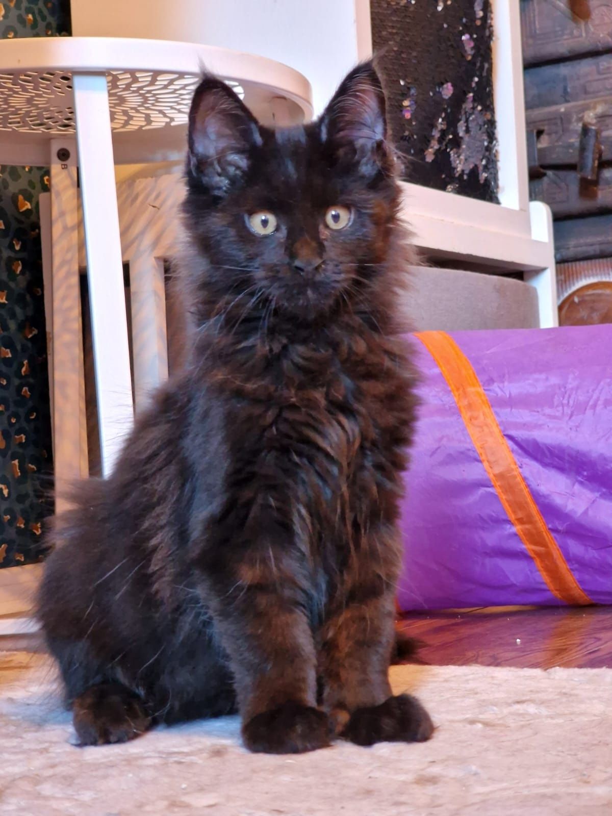 Maine Coon Hades