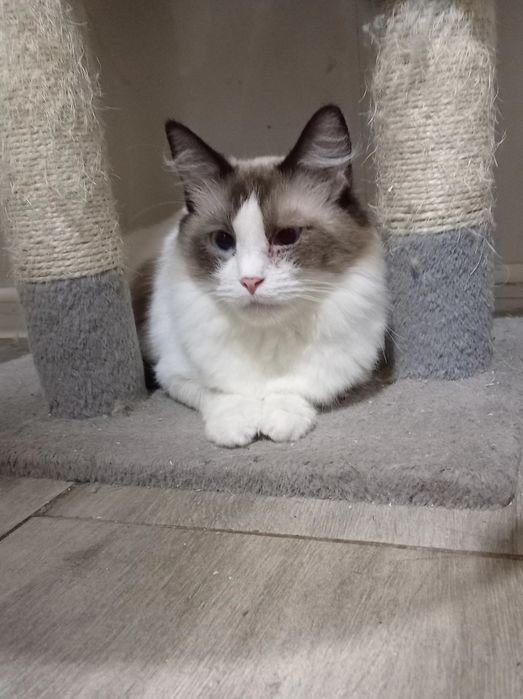 Kotka  Ragdoll kocięta