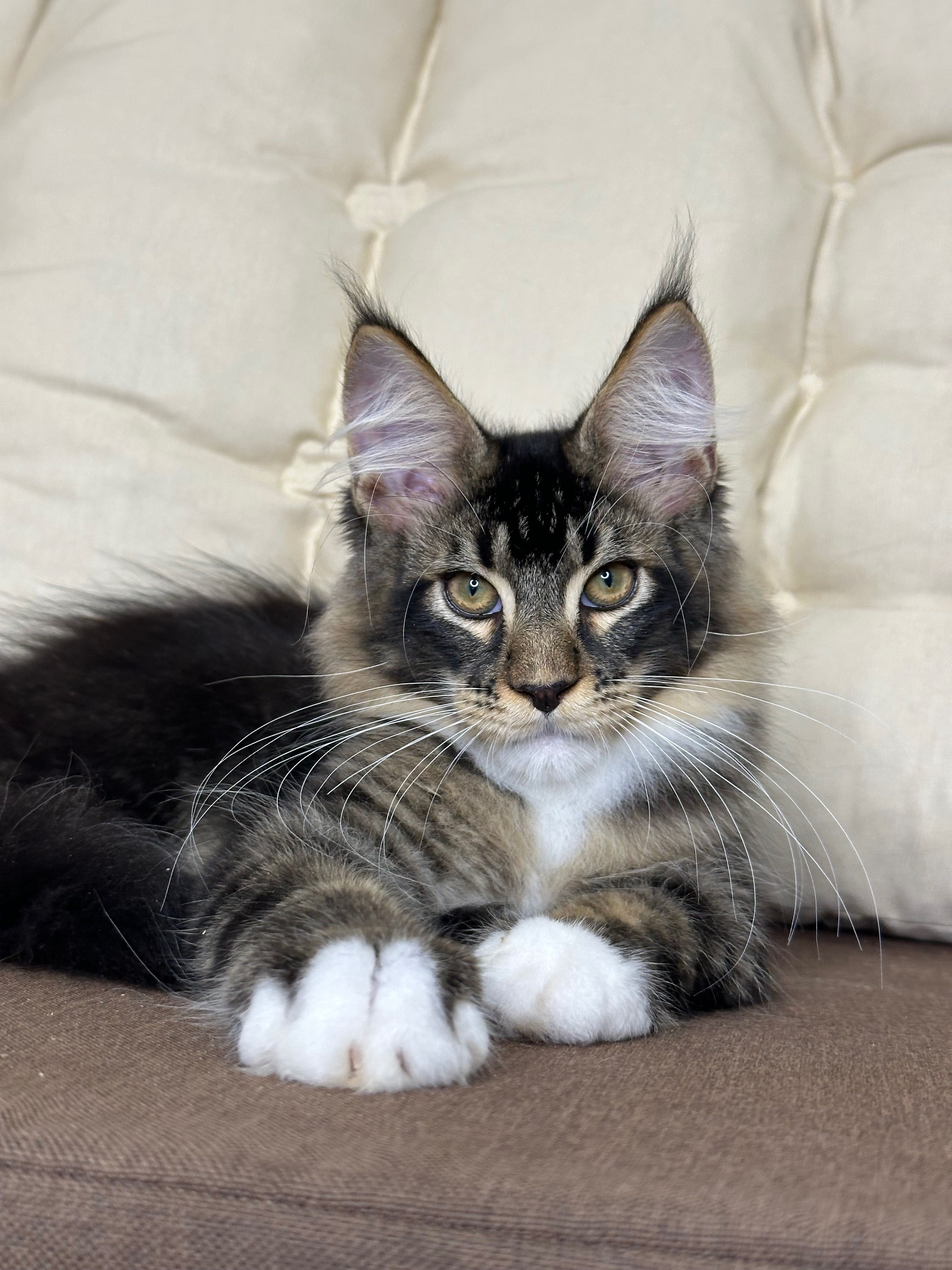 Geralt-kocurek Maine Coon