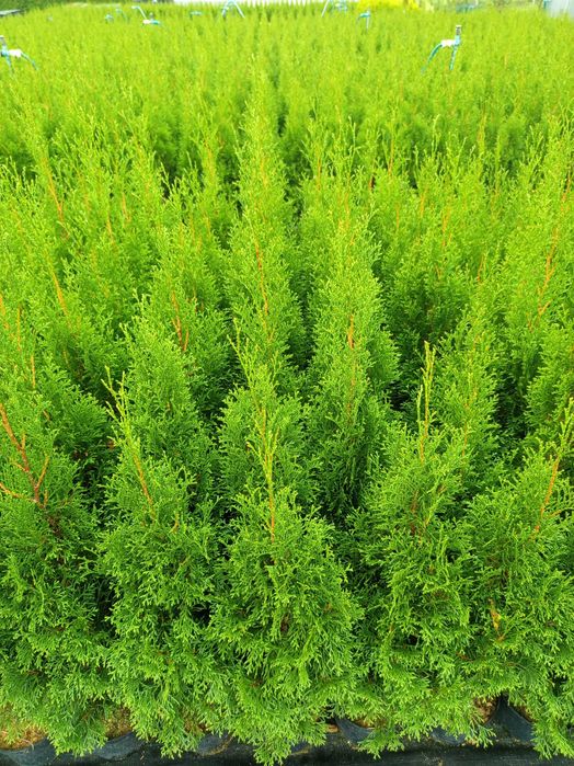 tuja szmaragd, drzewka, krzewy, rośliny, sadzonki