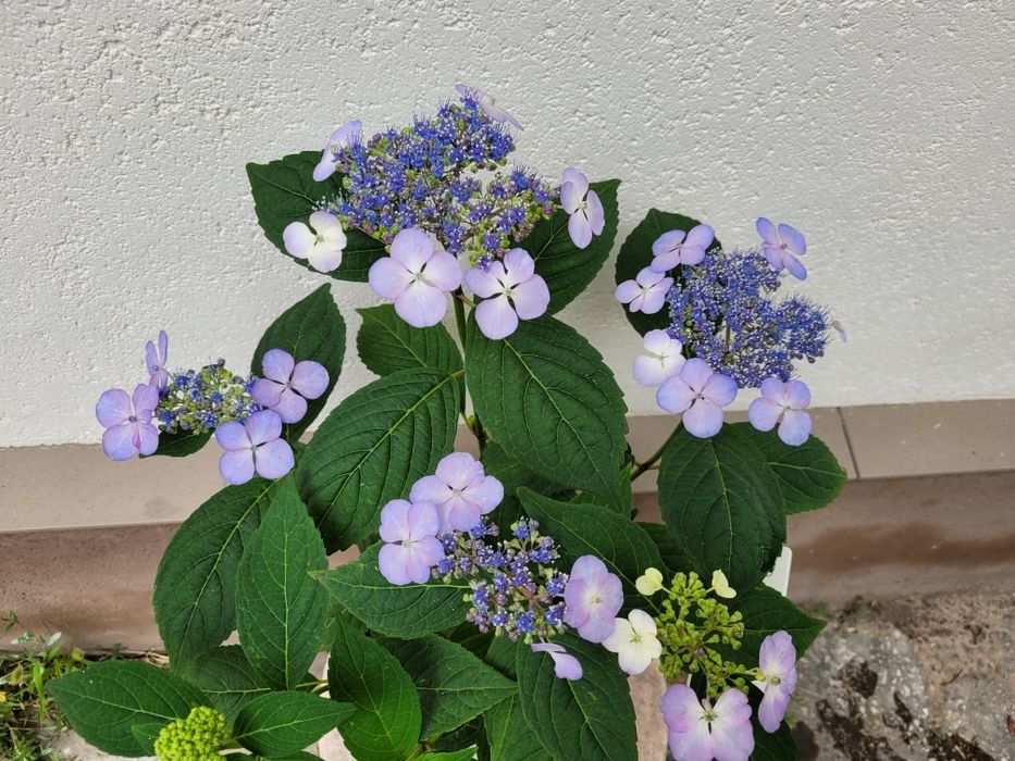 Гортензия пильчатая Bluebird (Блюберд)