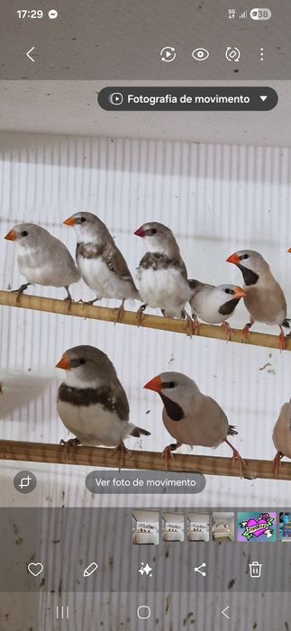 Diamante Sparrow, Goulds, Mandarins Gigantes