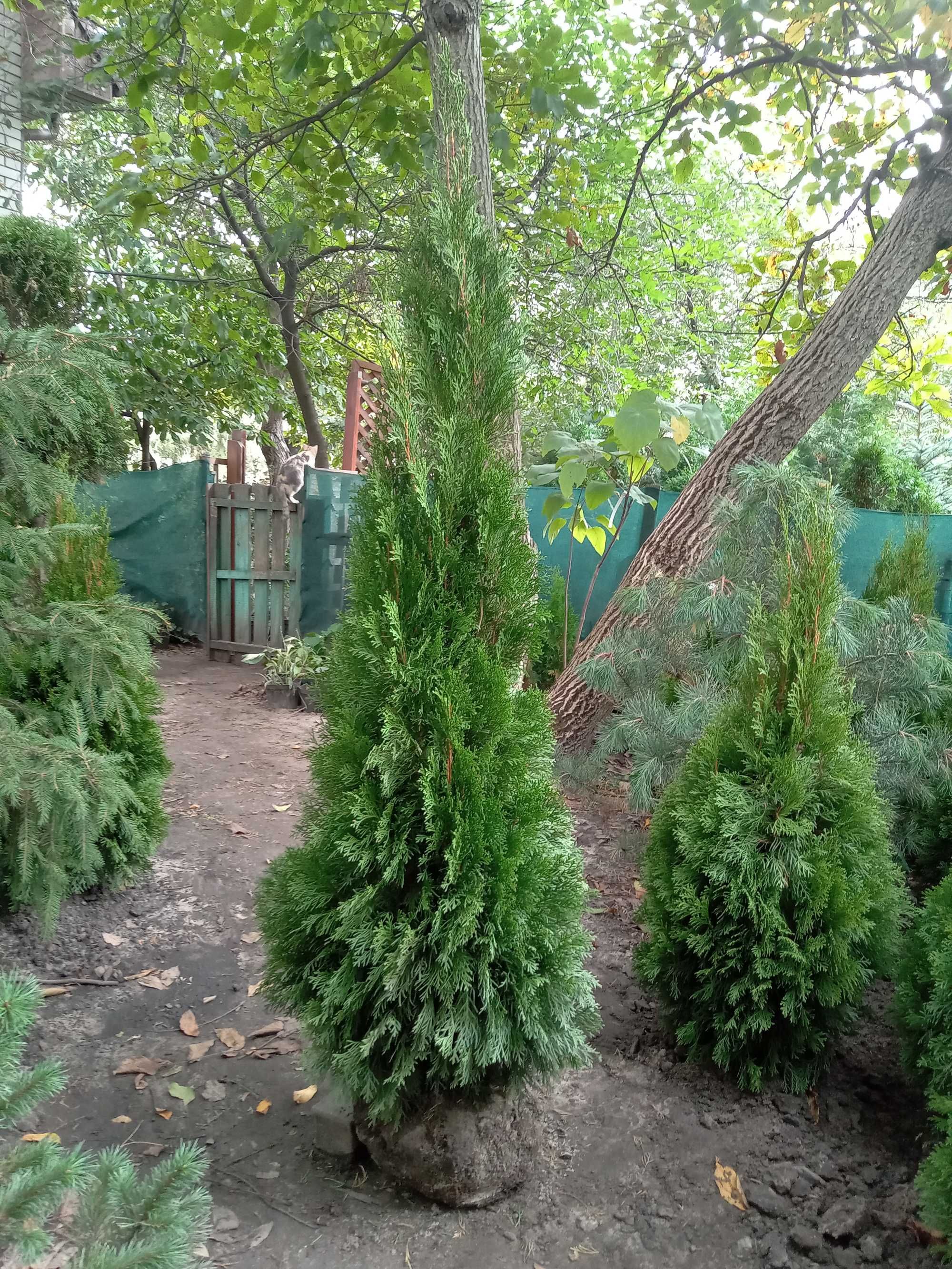 Туя западная Смарагд. По отличной цене. От 10 шт. скидки.Есть доставка
