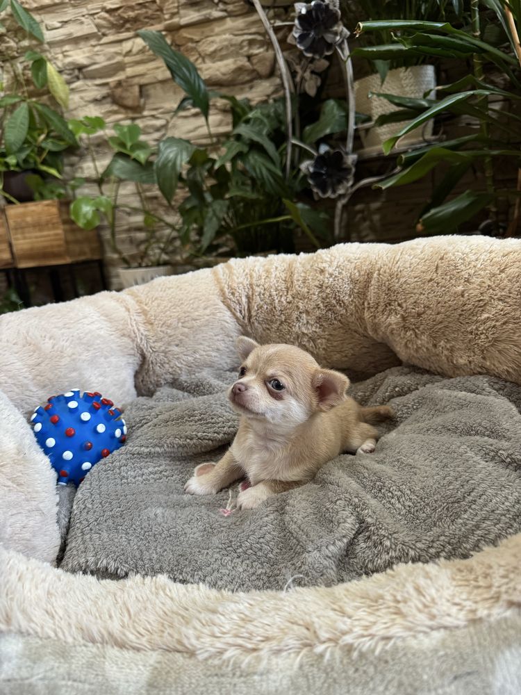 chihuahua krótkowłosy piesek