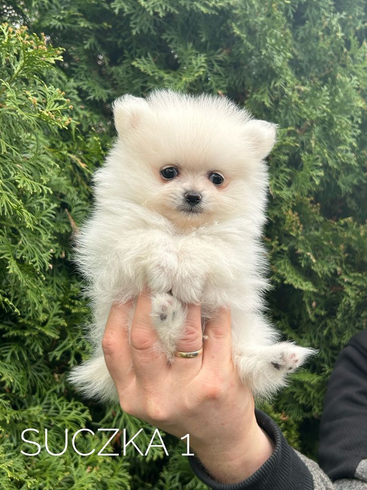 Szpic miniaturowy pomeranian, suczka, biały/ jasny cream