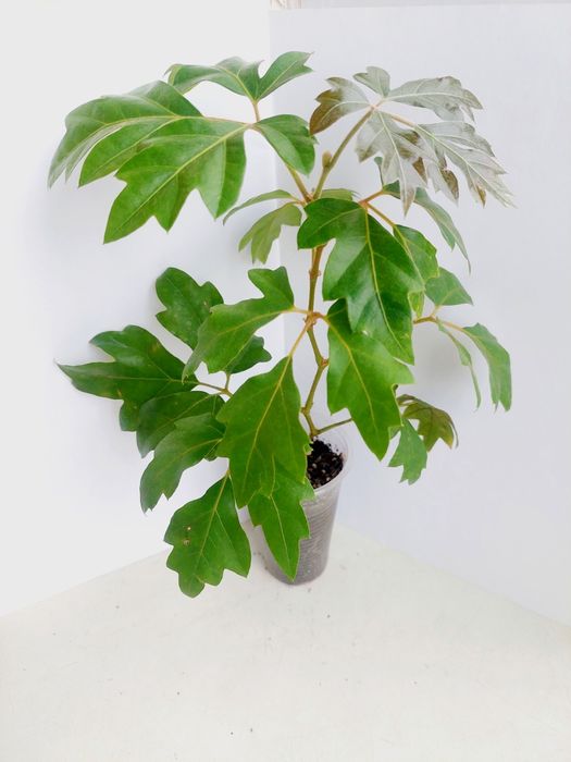 Цветы  комнатные