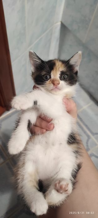 Віддам кошеня дівчинку котиків