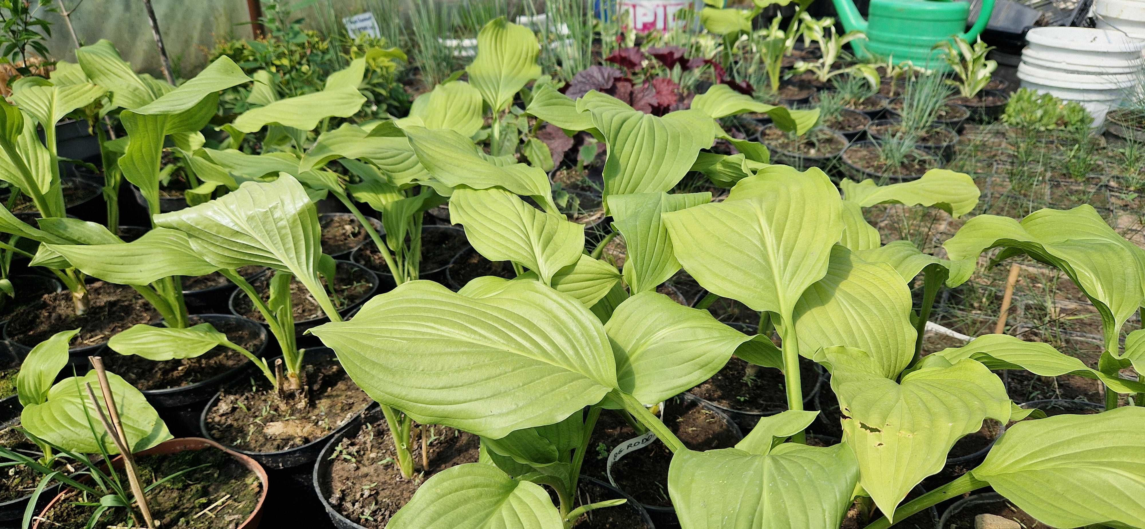 Hosta zielona doniczka 2l