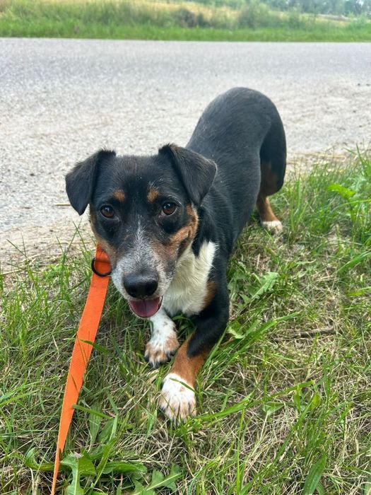 Idek szuka domu tymczasowego lub stałego!