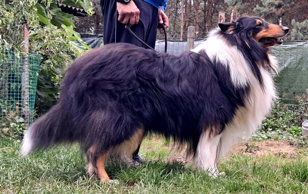 *Owczarek Szkocki Collie długowłosy*  piesek Gotowy Do Odbioru