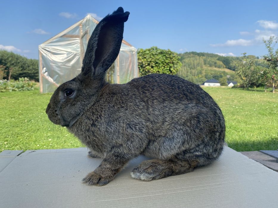 Króliki samce 7 miesięczne.