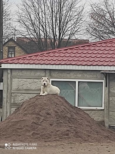 Алабай САО ( чисто белый кабель ) вязка