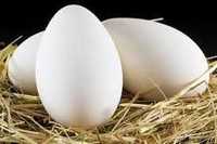 Продам гусяче яйце інкубаційне