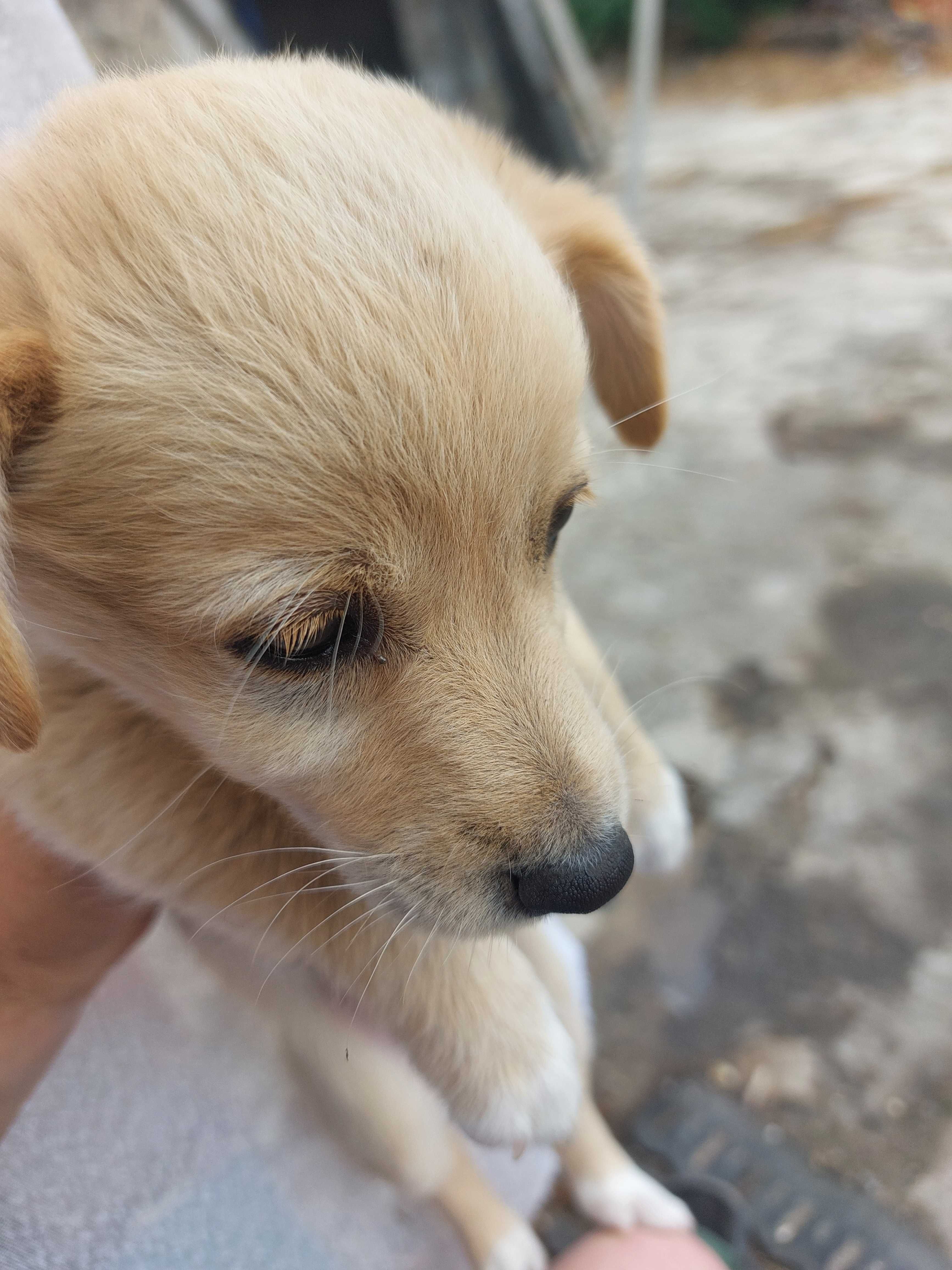 Doar 2 cachorrinha