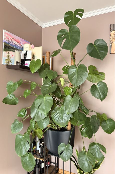 Monstera z doniczką