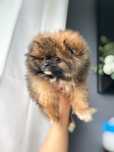 Lulu da pomerânia com LOP, linhagem Russa, spitz alemão anão