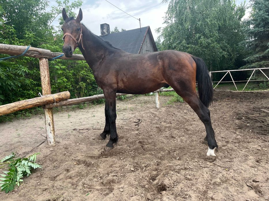 Ogier ogierek śląski po rodzicach licencyjnych