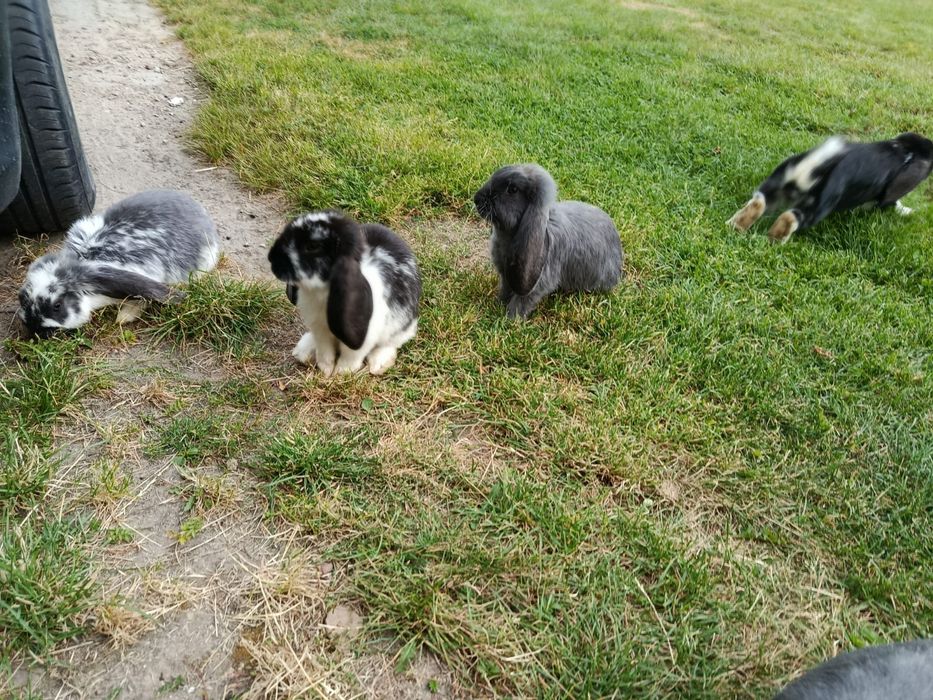 Króliki Barany Francuskie