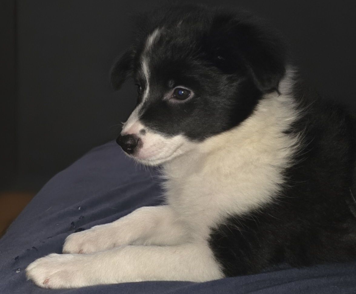 Suczka Border Collie