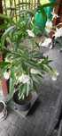 Oleander sprzedam