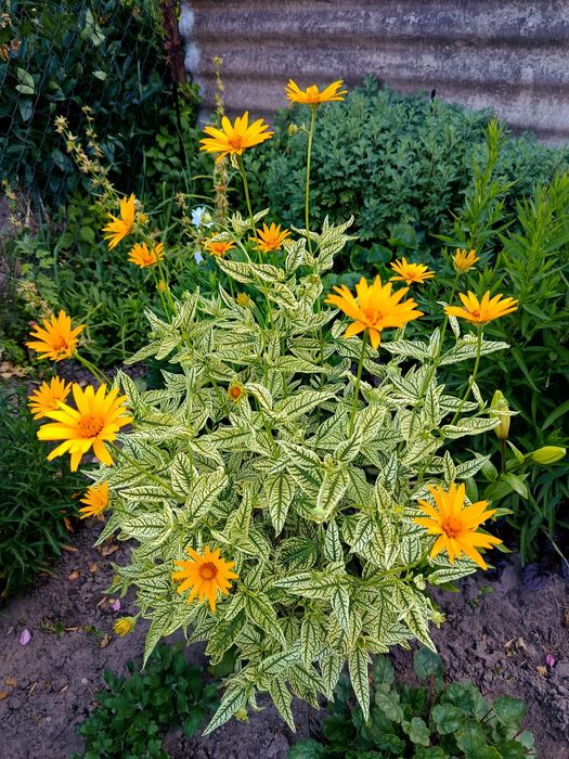 Геліопсис варієгантий ЗКС