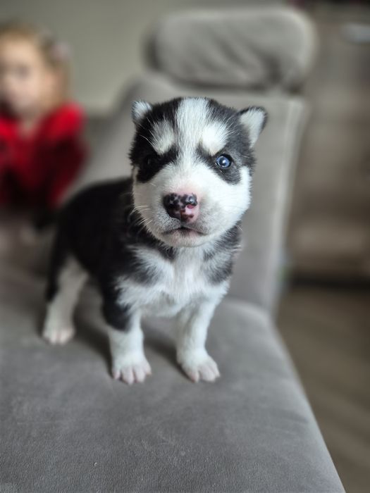 Piesek Syberian Husky