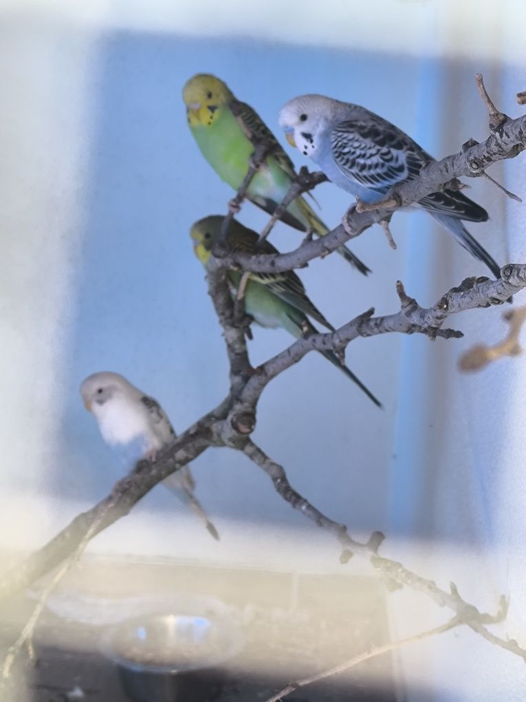 Agaponis  verde e amarelo