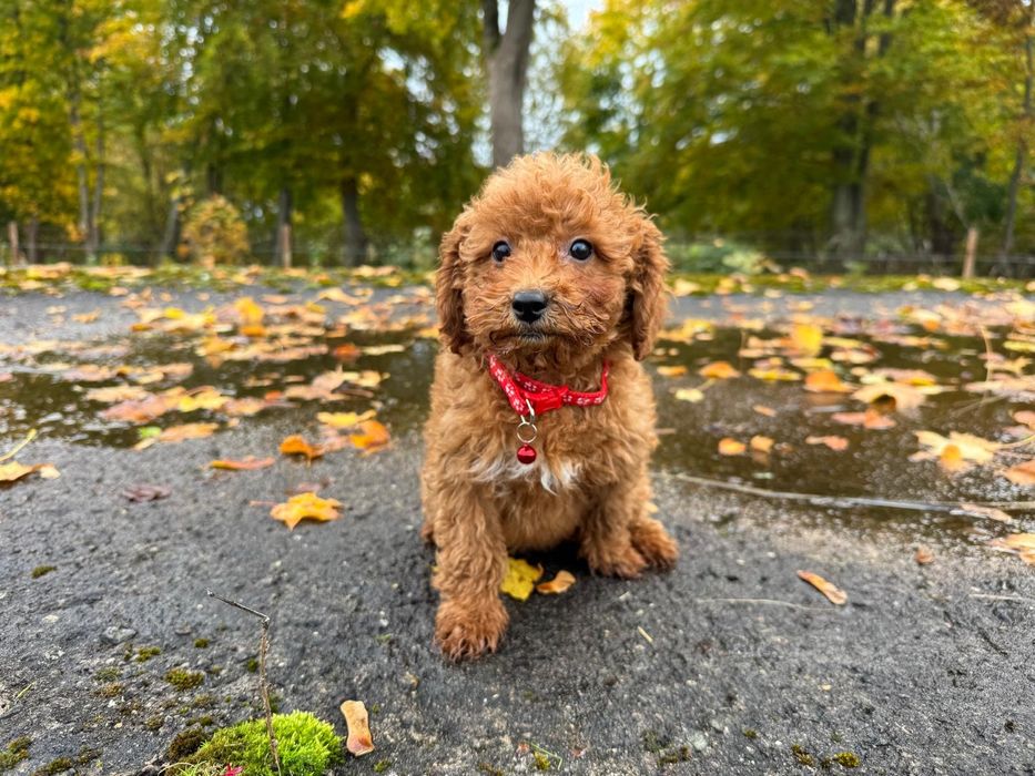 pudel miniaturowy suczka red