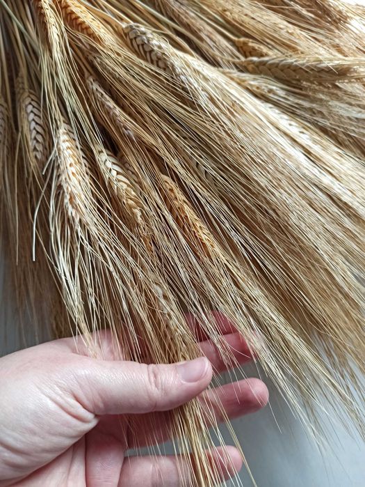 Колоски пшениці 35–45 см. 50 шт.  Декор, сухоцвіти
