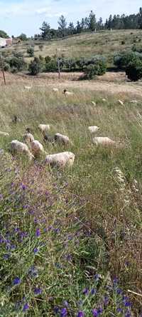 Ovelhas e carneiros