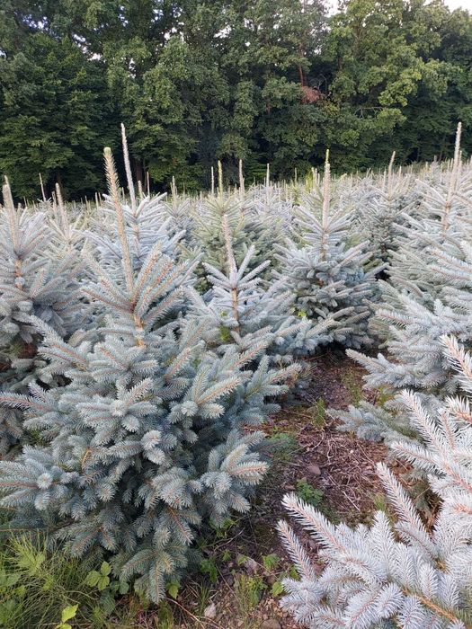 Jodła kaukaska 200-250cm Plantacja hurt detal