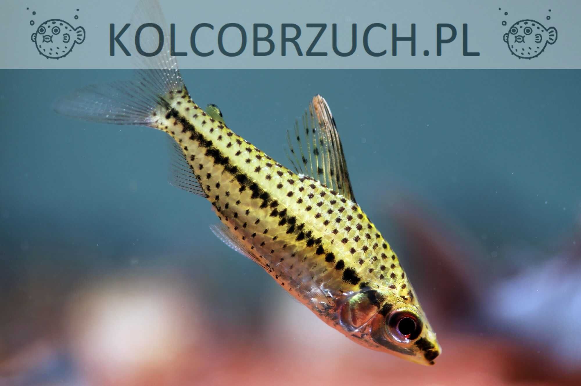 Stojaczek punktowany - Chilodus punctatus - dowóz, wysyłka