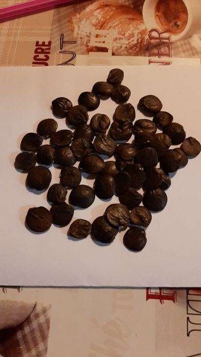 Продам семена глицинии сиреневого цвета